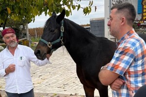 Kobni arsenal zaustavlja preradu u uljarama, Bobanović pomogao maslinarima u nevolji