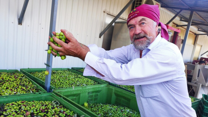 Urod dobar, ne i randman: Od 8 milijuna navodnjavamo manje od 5 posto maslina