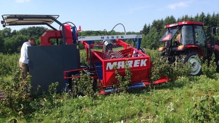 Prva strojna berba bobičastoga voća