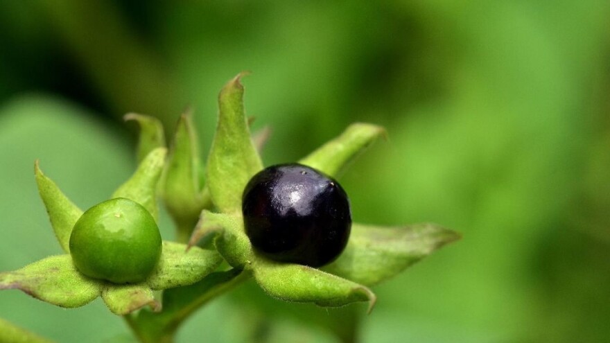 Bilje - ljekovito i njemu slično otrovno i kako ga prepoznati?