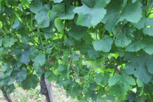 Bayer savjeti za vinogradare 27.6.-03.7.2017.