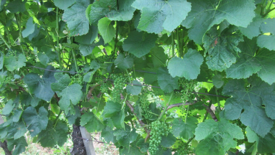 Bayer savjeti za vinogradare 27.6.-03.7.2017.