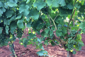 Bayer savjeti za vinogradare 11.-17.07.2017.