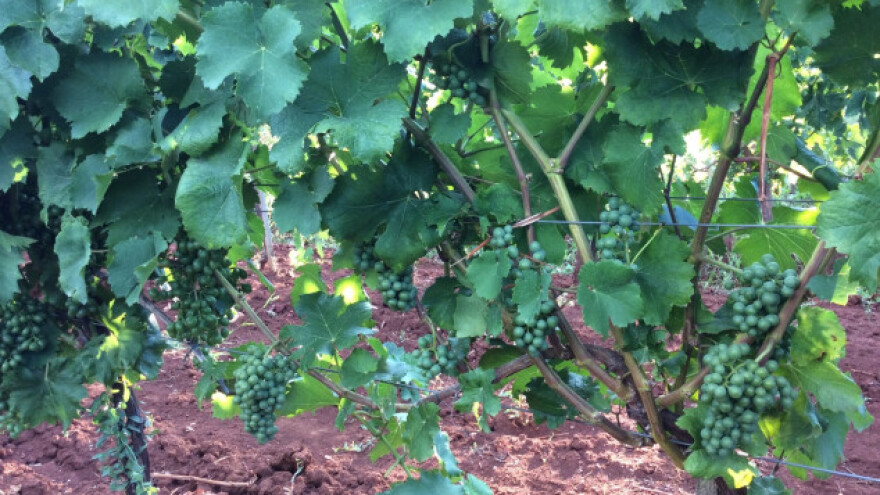 Bayer savjeti za vinogradare 11.-17.07.2017.