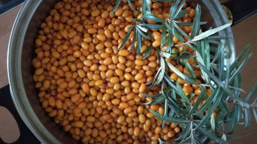 Pasji trn - bobice pune vitamina i minerala