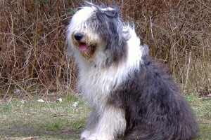 Bobtail: Stara ovčarska pasmina, danas rado viđen kućni ljubimac