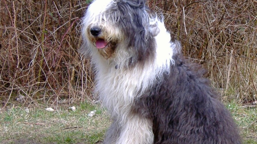 Bobtejl: Stara ovčarska rasa, danas rado viđen kućni ljubimac