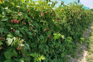 Rezidba maline i kupine