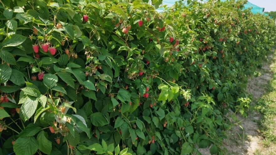 Rezidba maline i kupine