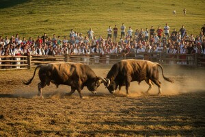 Bogat program manifestacije 52. Kočićev zbor