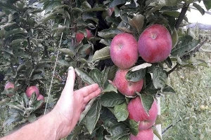 Boja kod jabuke: Šta sve utiče na obojenost?