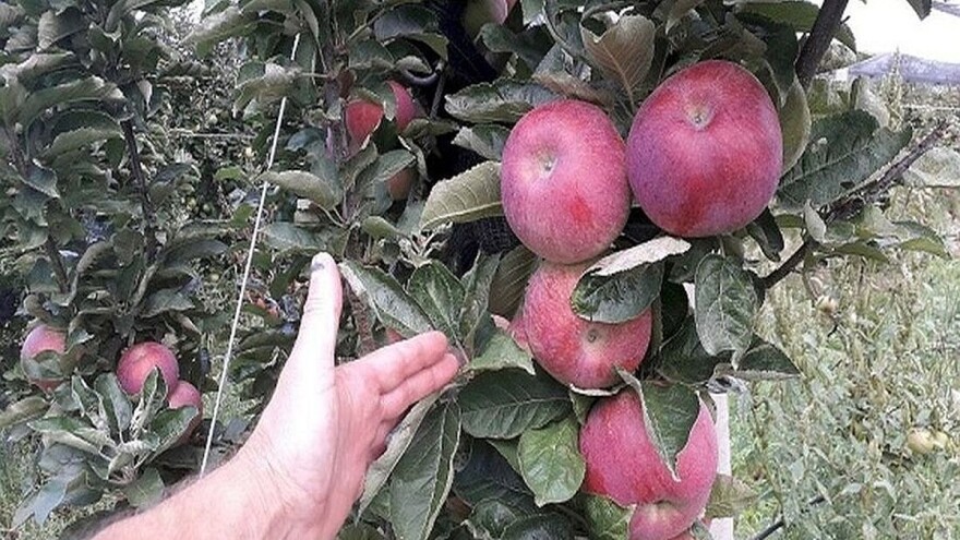 Boja kod jabuke: Šta sve utiče na obojenost?