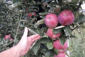Boja kod jabuke: što sve utječe na obojenost?