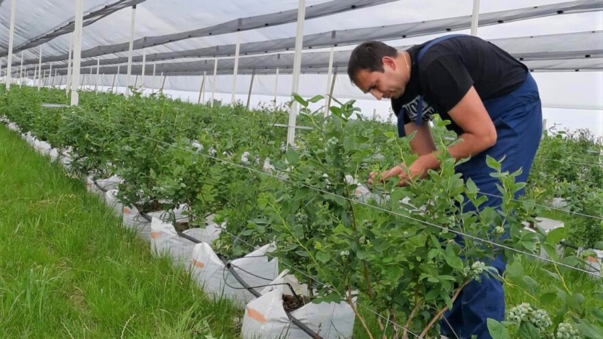 Mladi proizvođač borovnice planira da pokrije bačkopalanačko tržište