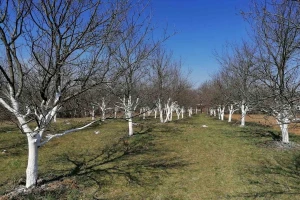 Dobar kvalitet šljive i to što stiže kasnije - prednost za ovdašnje uzgajivače