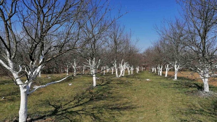 Dobar kvalitet šljive i to što stiže kasnije - prednost za ovdašnje uzgajivače