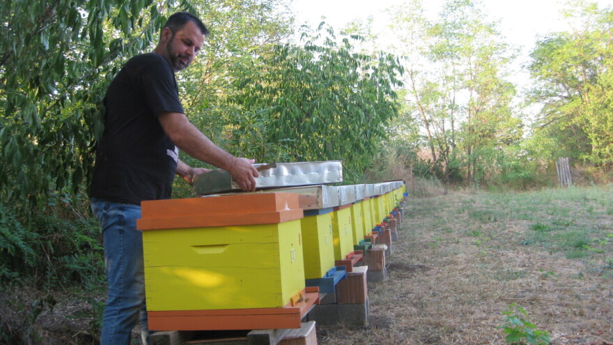 Kada bi i komšijske livade bile zasejane facelijom - izvrsnom za pčele