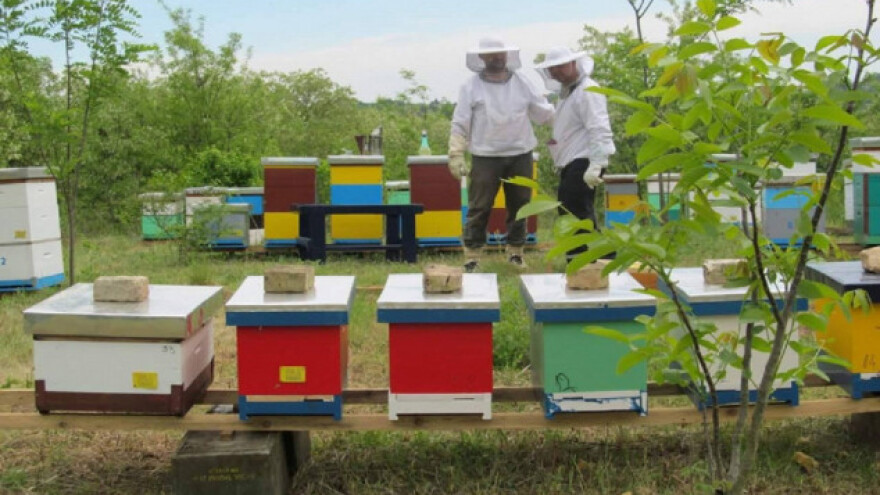 Spoj lekovitog bilja i pčelarstva uposlio celu porodicu