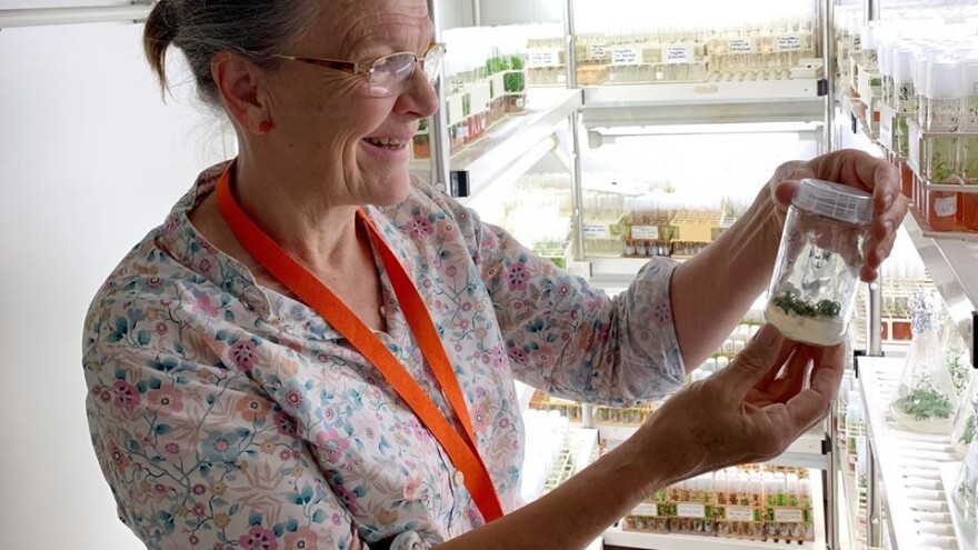 Oživjeli biljku staru 32.000 godina - sjeme pronašli 38 metara ispod leda