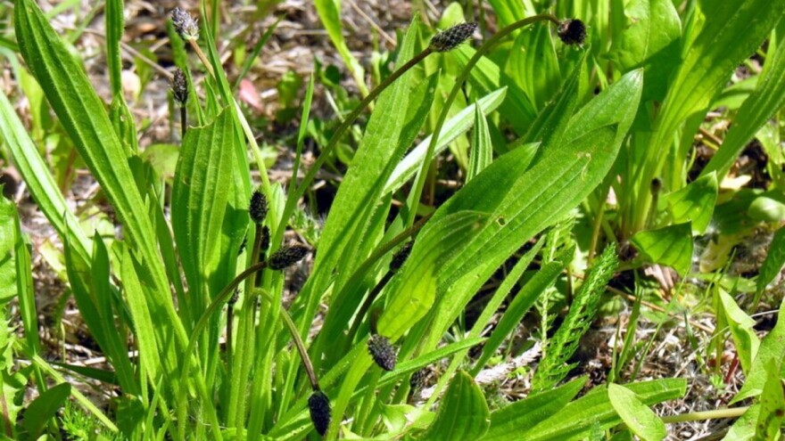 Ljekovita uskolisna bokvica: Biljka buntovnica prilagodljiva klimatskim promjenama