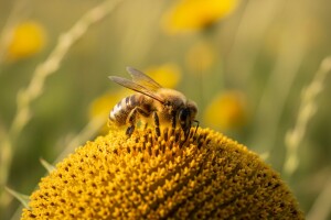 Bolesne pčele se hrane zdravije