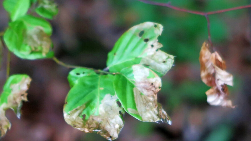 Što se događa sa stablima bukve, lišće izgleda kao da ga je netko palio?