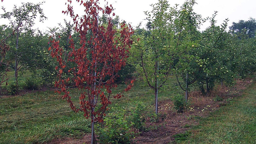 Simptomi i suzbijanje vlažne truleži korena jabuke