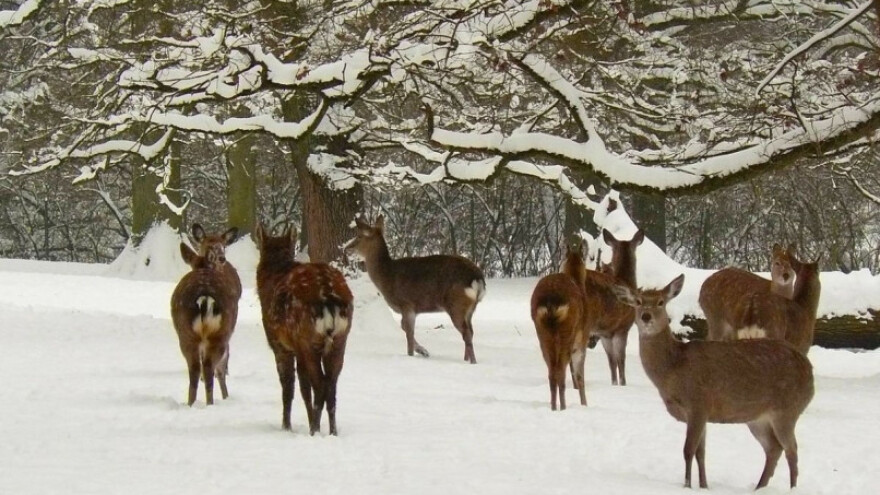 EFSA: Rizik od bolesti mozga jelena u EU