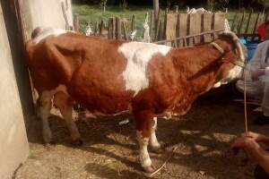 Hara bolest kvrgave kože, pazite svoja goveda