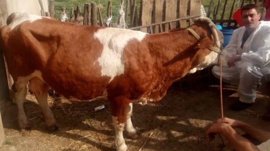 Kod goveda se pojavila bolest kvrgave kože