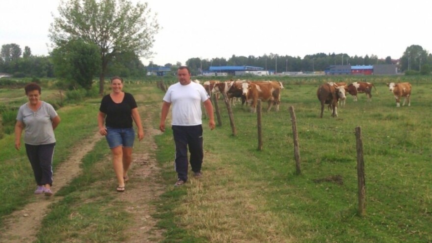 Bolest kvrgave kože zadnji udarac za stočare?