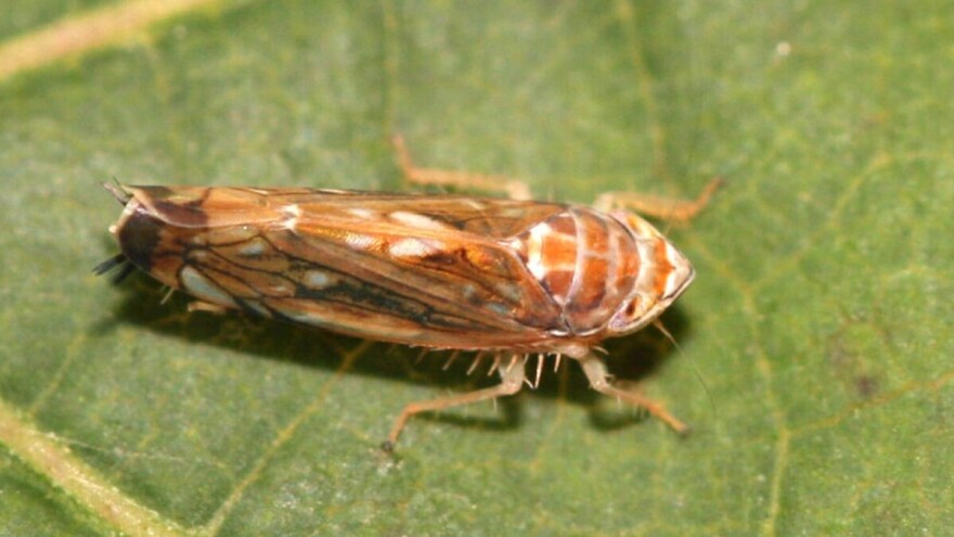 Pojavile se prve larve američkog cvrčka