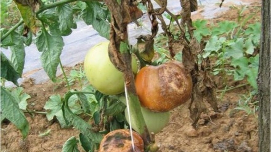 Kako prepoznati najčešće bolesti u povrtlarstvu?