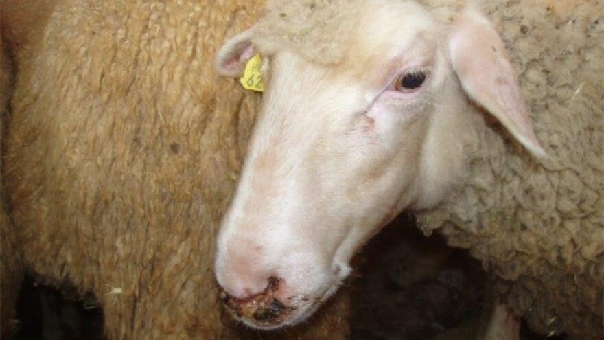 Cijepljenje protiv bolesti plavog jezika