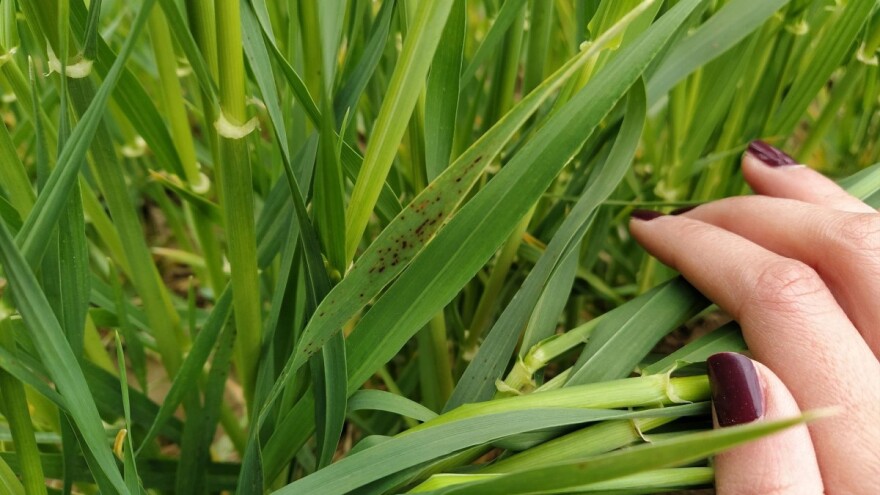 Pravo je vrijeme za zaštitu pšenice i ječma od uzročnika bolesti