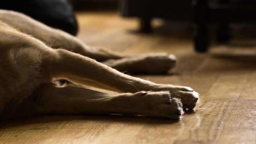 Najčešće zarazne bolesti kod pasa