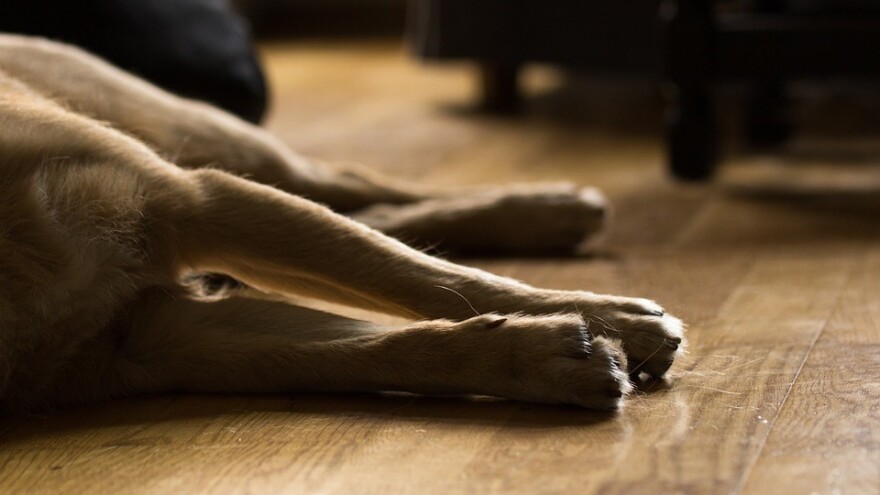 Najčešće zarazne bolesti kod pasa