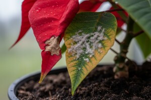 Bolesti božićne zvijezde