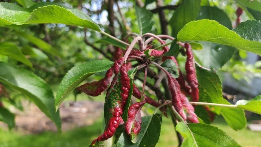 Do kraja nedelje oblačno - u usevima aktivne mnoge štetočine