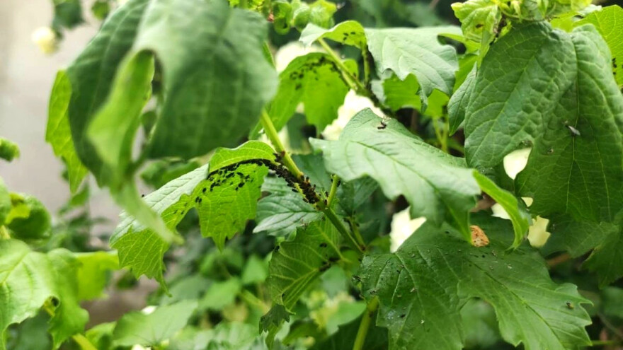 Kukaca sve manje, ali ne i lisnih uši koje prenose viruse - njih je više?