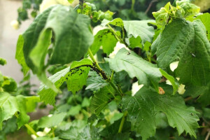 Kukaca sve manje, ali ne i lisnih uši koje prenose viruse - njih je više?