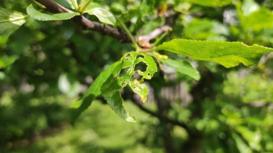 Do vikenda promenljivo vreme sa kišom, aktivnost insekata povećana