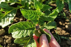Krompirovu zlaticu ne tretirajte insekticidima - za sada