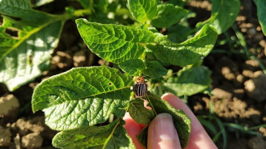 Pojavila se krompirova zlatica - ne tretirati je insekticidima?
