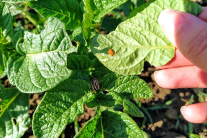 Krumpirova zlatica brzo razvija otpornost na insekticide - koje mjere koristiti?