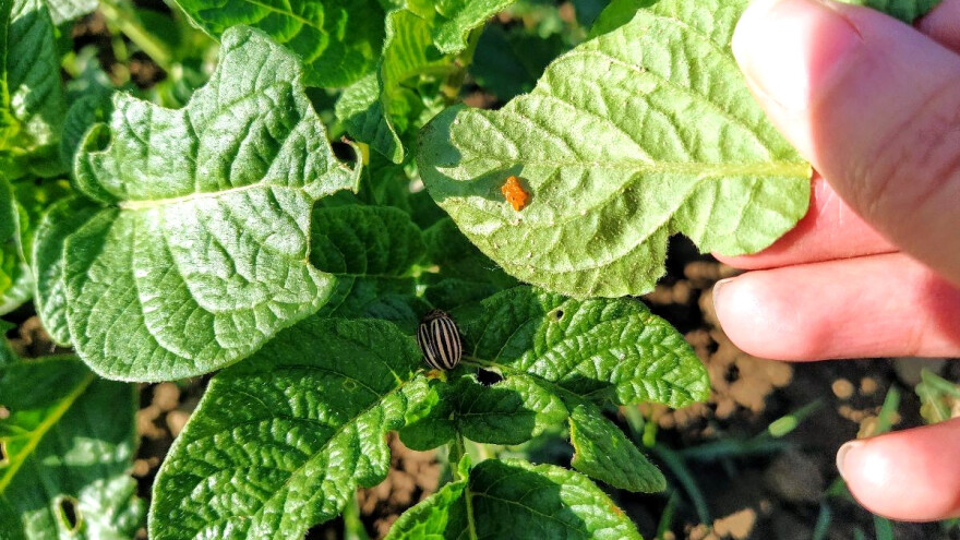 Krumpirova zlatica brzo razvija otpornost na insekticide - koje mjere koristiti?