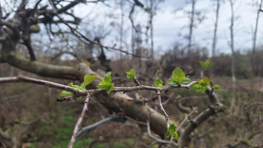 Vrijeme pogoduje krastavosti jabuke i kruške, evo koje preparate primijeniti