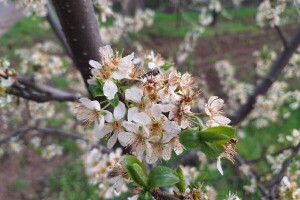 Koje fungicide sada primijeniti u zaštiti koštičavog voća?
