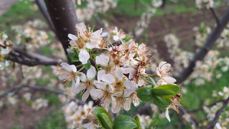 Koje fungicide sada primeniti u zaštiti koštičavog voća?