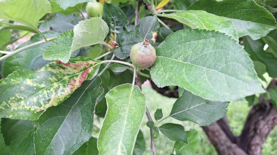 Čime zaštititi jabuku od čađave pjegavosti, krastavosti ploda i pepelnice?